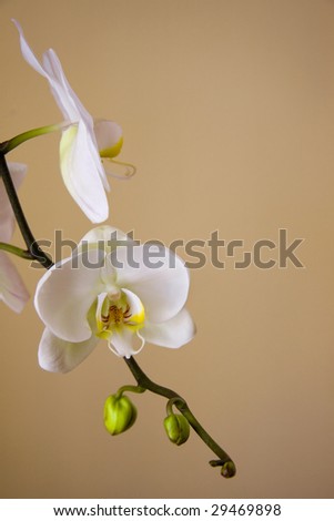 Beautiful white orchids over a tan colored background.