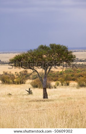 A lone tree standing in the middle of African grasslands.