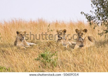Group of female lions resting on a small hillside.