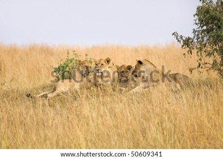 Group of female lions laying on small hillside in Africa.