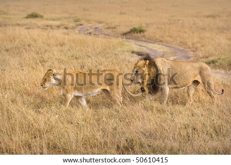 Male and female lion walking through the grassy plains of Africa.