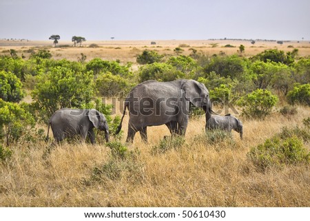 Three elephants walking through the wild bush of Africa.