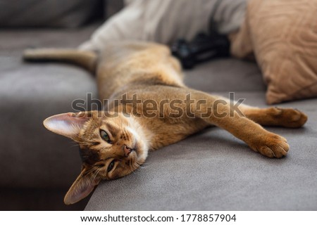 Abyssinian cat is lying on a brown sofa at home pet Foto stock © 