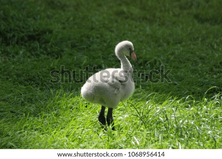 Free Photos Flamingo White Chick Avopixcom