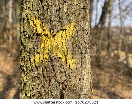 Image, Stock Photo dead | plank X Wood wreck