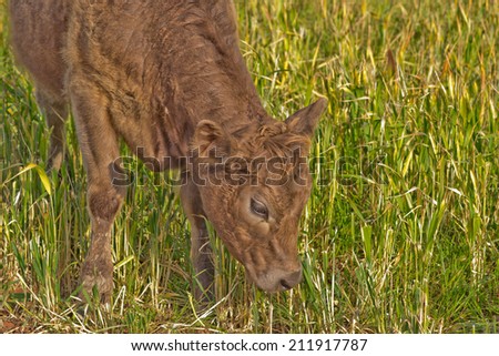 a young cow with head down about to graze