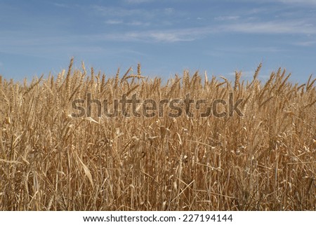 a wheat crop ripened ready for harvest