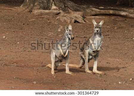 2 young male kangaroos in an animal sanctuary yard