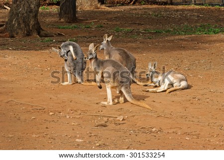 4 young kangaroos resting in an animal sanctuary