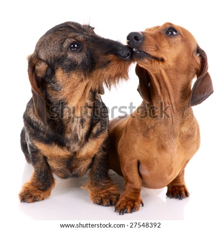 Dachshund Appreciation Thread (dachshund meme creator) (pics) (GTFIH ...