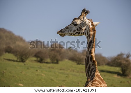 Giraffe portrait on a blue sky background.