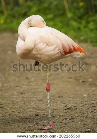 Flamingo sleeping on one leg in the nature.