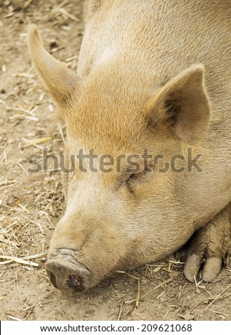 Portrait of a pig sleeping on the ground