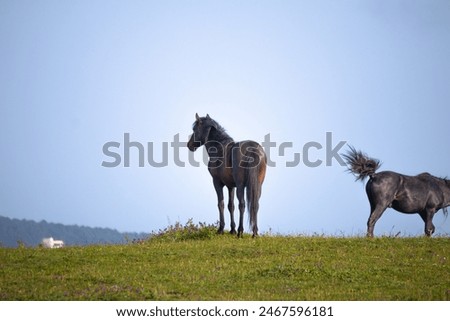 Similar – Image, Stock Photo A brown horse eye looks anxiously into the camera