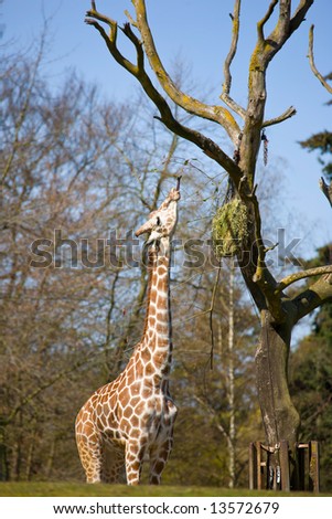 Giraffe with long tongue eating from tree