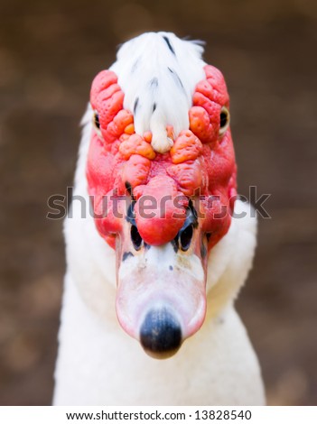 Head shot of a very ugly duck