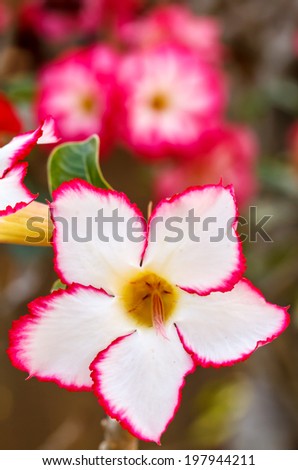Close up flowers, Red Desert Flower, adenium