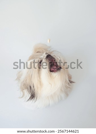 Similar – Image, Stock Photo Furry dog catching snack in studio