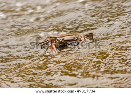 Fresh water crab partly submerged in water