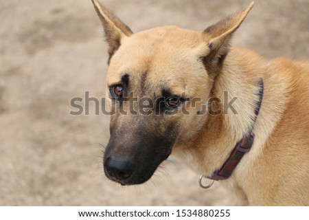 Shutterstock Puzzlepix