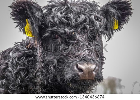 Similar – Image, Stock Photo Galloway beef nose and mouth