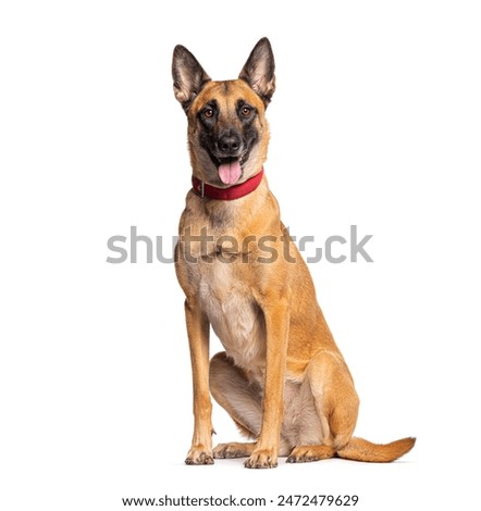 Similar – Image, Stock Photo Obedient attentive dog sitting beside crop owner working at desk at home