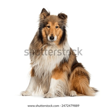 Similar – Image, Stock Photo dog photography animal