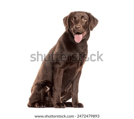 Similar – Foto Bild Glücklicher brauner Labrador Retriever in goldener Krone