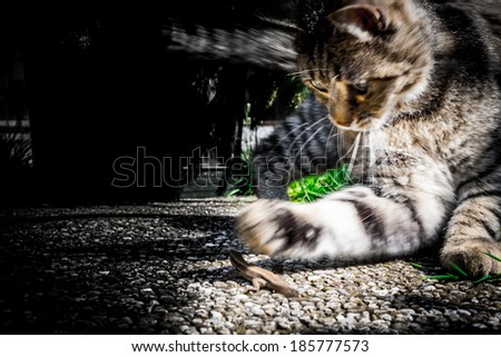 Young cat hounting a lizard, ready to fight in the garden of the house