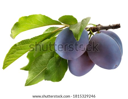 tree branch with purple plums and green leaves isolated on a white background Foto stock © 