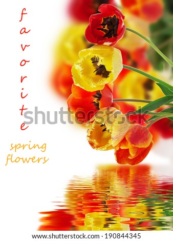 Bouquet of colorful tulips on the white background