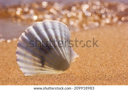 white seashell on the sunny beach