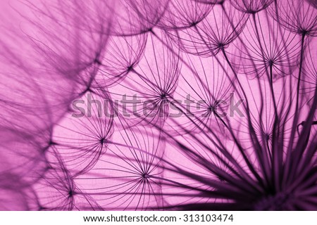 close up of dandelion on purple background