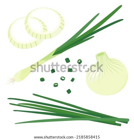 Vector illustration of green onion. set of onion