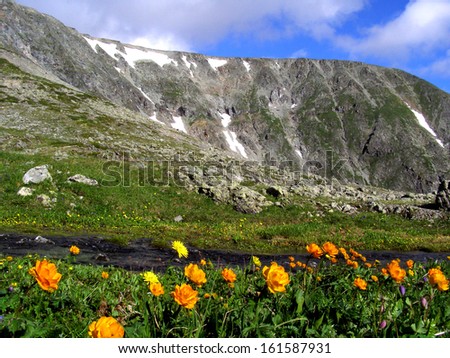 short summer in the mountains, mountain flowers, mountain stream
