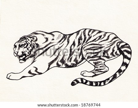 Tiger Drawing Stock Photo 18769744 : Shutterstock