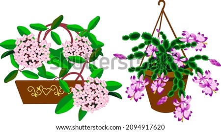 Beautiful pink and purple flowers in pots set Schlumberger and Hoya Carnosa vector illustration for mothers day valentine's day birthday holidays 8 march isolated on white background