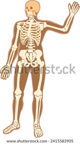 The human skeleton stands at full height All the bones of the human skeleton Anatomy of the location of the skull shoulder girdle pelvic girdle spinal column arms and legs Vector