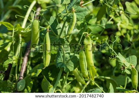 Green peas grow in the garden. Beautiful close up of green fresh peas and pea pods. Selective focus on fresh bright green pea pods on a pea plants in a garden. Stock foto © 