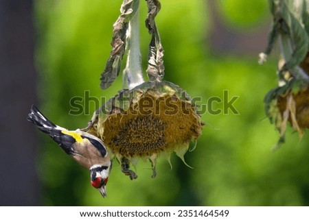 Similar – Image, Stock Photo Sunflower heads Sunflowers