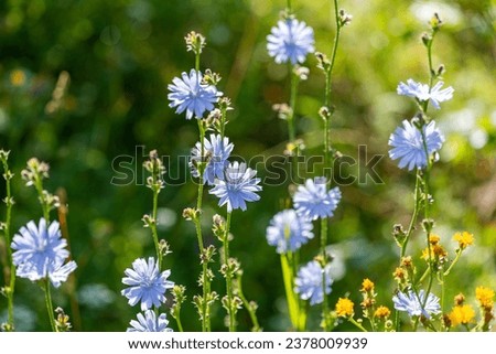 Similar – Image, Stock Photo Stem of blooming chicory plant at meadow. The roots of this wildflower is used for alternative coffee drink. Unfocused summer meadow, green vegetation and blue sky at background. Selective focus.