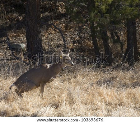 Mule deer that is squating and in pain trying to go to the bathroom