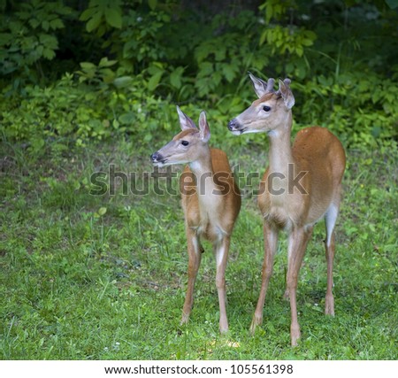 Pair of whitetail deer that have heard a noise near a forest