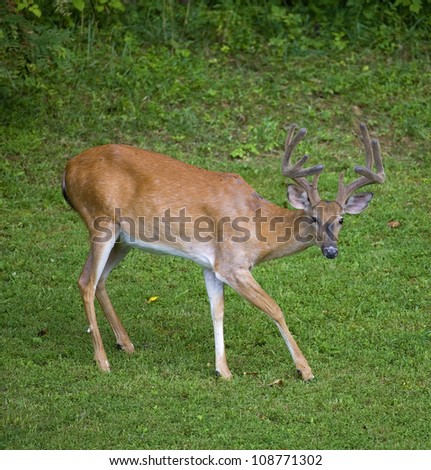 Whitetail buck with ten points in velvet keeping an eye on the photographer