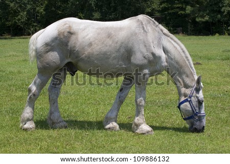 White horse that is very large grazing on the grass