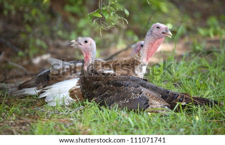 Three free ranging domestic turkeys ready to nap in the shade