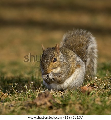 Tree squirrel that looks like it is coming up with a plan