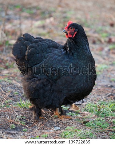 Black chicken hen that looks like it is posing