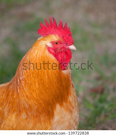 Profile shot of an orange chicken rooster close to the camera
