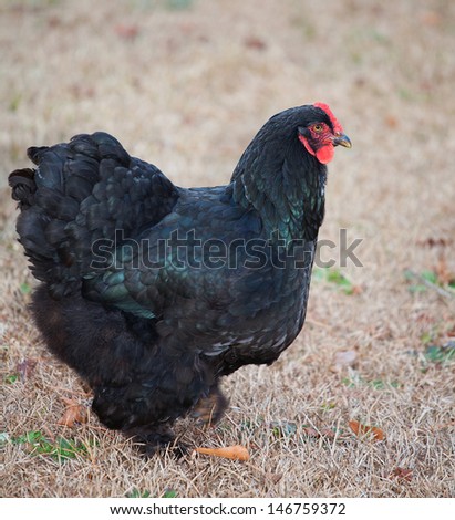 Black chicken hen that looks like it is standing at attention
